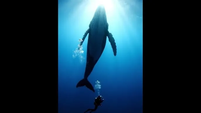 神探狄仁杰第2部 - 深蓝星球：探索海洋深处的未知世界
